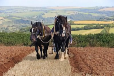 Farm team Betsy and Topsy pulling a plough
